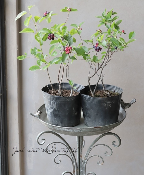 ڲ̼ Ǿѥʼ塼٥꡼إ꡼ȡ