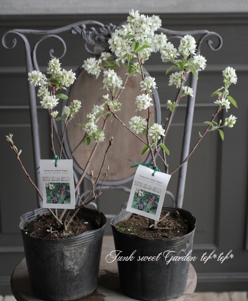 ڲ̼ Ǿѥʼ塼٥꡼إ꡼ȡ