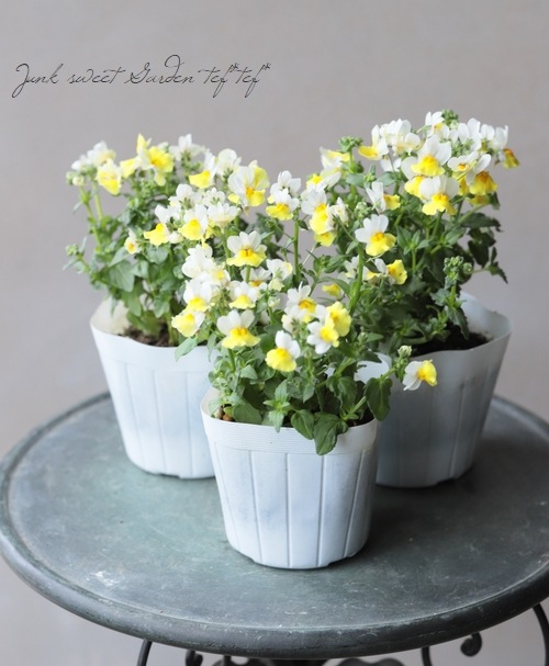 ˧��ɺ��ͥ᥷���������ޥ󥹡��إХ˥饷�ȥ����