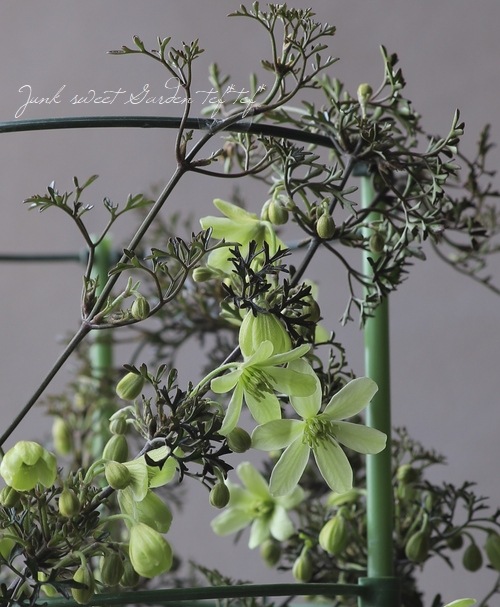 フォステリー系クレマチス 『ピクシー』 | すべての商品