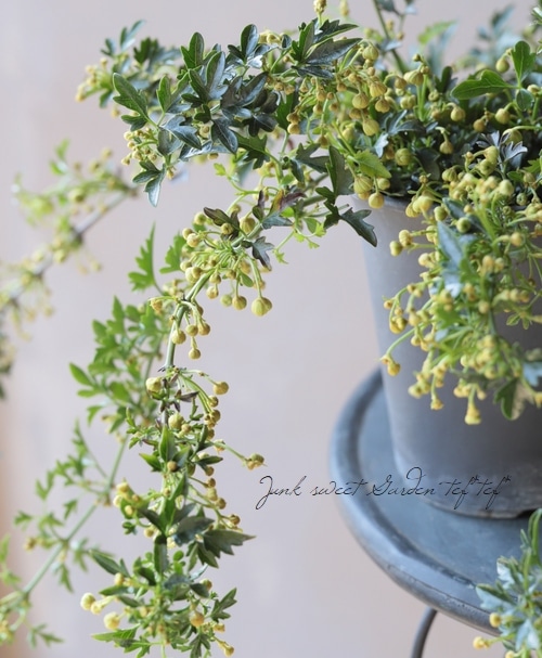 フォステリー系クレマチス 『ピクシー』 | すべての商品 | | Junk