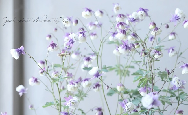 小輪！八重風鈴オダマキ 『2色かさね』 | すべての商品 | | Junk