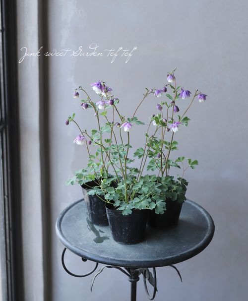 小輪！八重風鈴オダマキ 『2色かさね』 | すべての商品 | | Junk