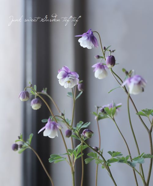 小輪！八重風鈴オダマキ 『2色かさね』 | すべての商品 | | Junk sweet