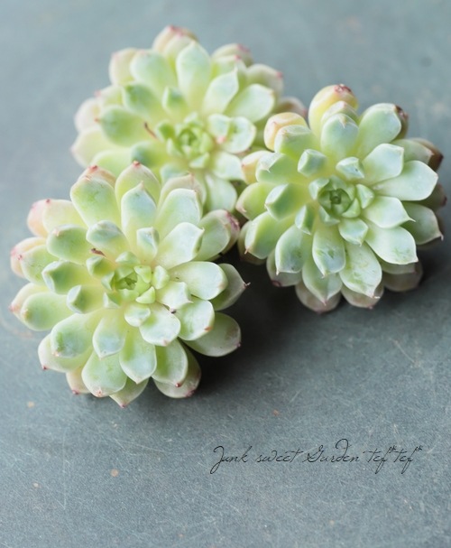 ¿ʪۡإᥭߥ˥ޡ١٥ꥢ°Ȥ꡼