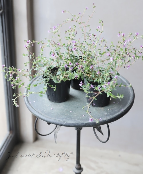 麻野間園芸 オリジナル】 クフェア 『ツイ－ティーパープル』 | すべて