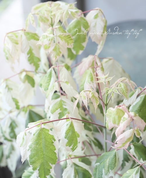 ネグンドカエデ フラミンゴ ネグンドカエデ フラミンゴ 苗 販売 苗木部 By 花ひろばオンライン