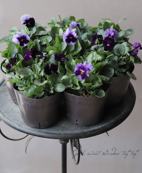 ���ߤ�ȥѥ󥸡����إࡼ�󥷥�ɡ��� 2021ǯ���ʼ