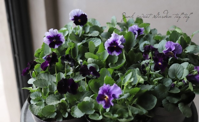 ���ߤ�ȥѥ󥸡����إࡼ�󥷥�ɡ��� 2021ǯ���ʼ