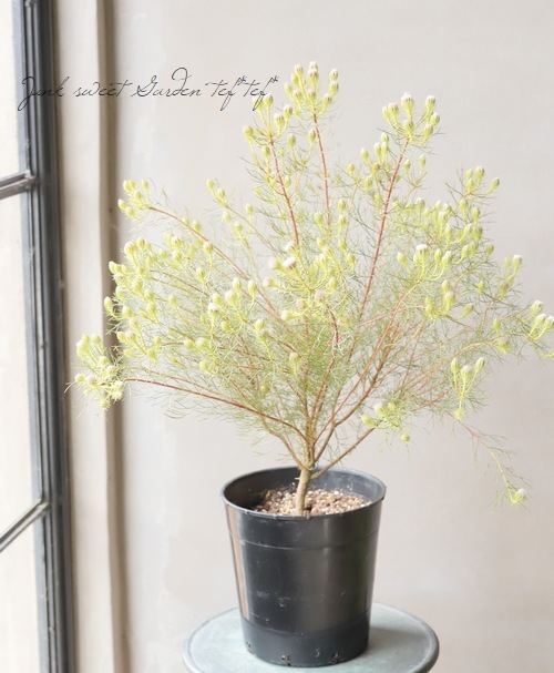 小輪ジョーイセルリア 『ラズベリーバースト』 | すべての商品