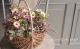 tef*tef*�󤻿��� 2017<BR> * no.17 *<BR>������ݤ���Υ����ƥ����ڥ�ޥ�