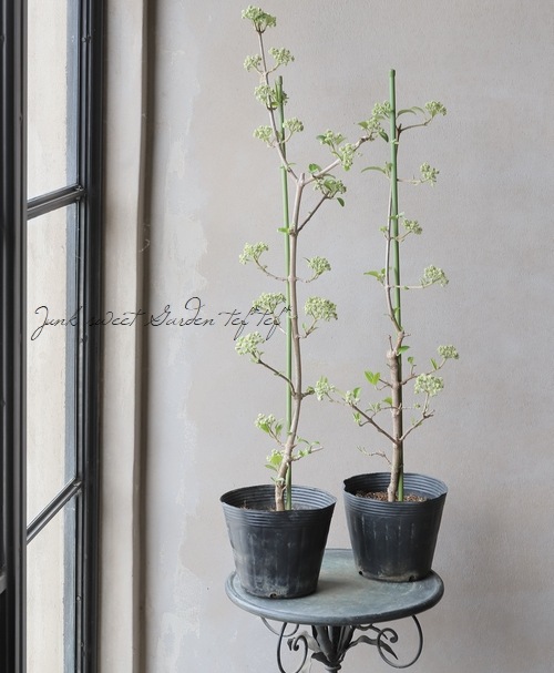 ビバーナム・オオデマリ 『ステリーレ』 二期・四季咲き性！ | すべて