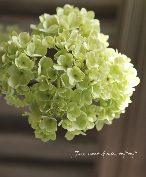 ビバーナム・オオデマリ 『ステリーレ』 二期・四季咲き性！ | すべて