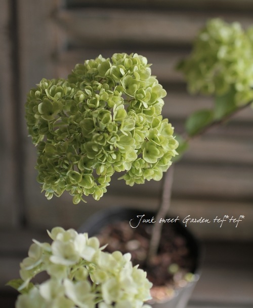 ビバーナム・オオデマリ 『ステリーレ』 二期・四季咲き性！ | すべて