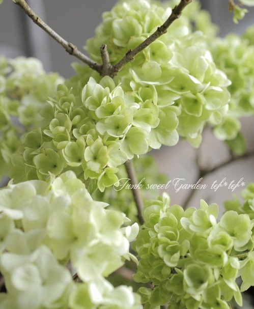 オオデマリ　ステリーレ/ 733 ビバーナム・オオデマリ 『ステリーレ』 二期・四季咲き性！ | すべて