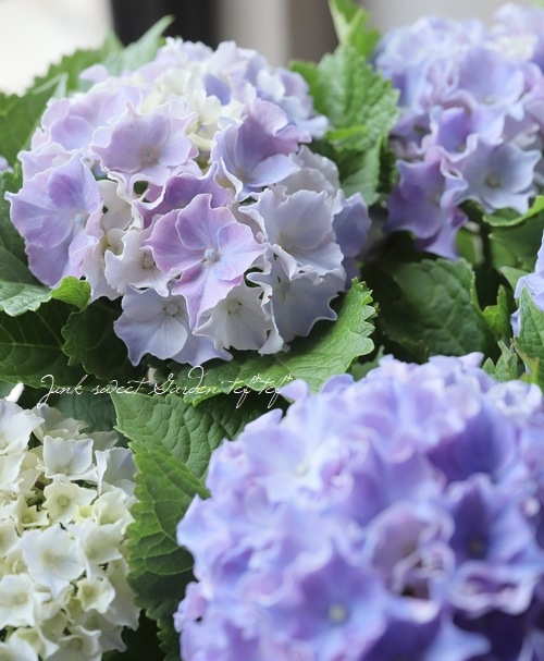 フリンジ紫陽花 サーフィン 『シーサイドブルー』 | すべての商品