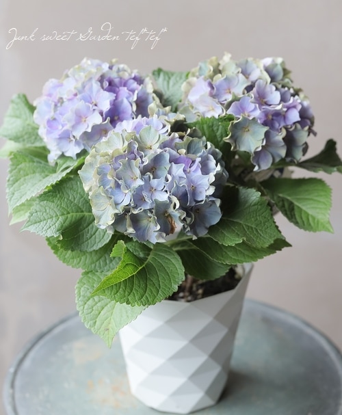 フリンジ紫陽花 サーフィン 『シーサイドブルー』 | すべての商品