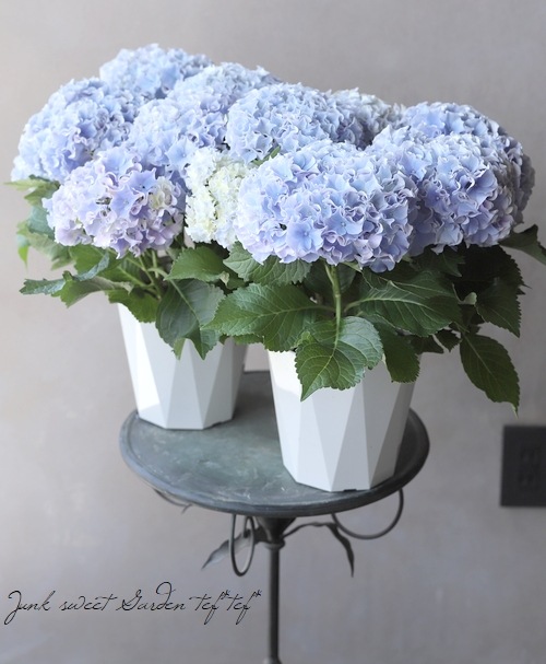 フリンジ紫陽花 サーフィン 『シーサイドブルー』 | すべての商品