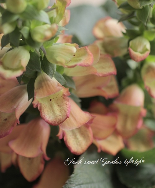 ��ڤ˺餯�������ꥹ���إ���ߥ͡�����󡦥��ץꥳ�åȡ١����󥰥�å��奬���ǥ��