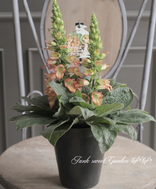 ��ڤ˺餯�������ꥹ���إ���ߥ͡�����󡦥��ץꥳ�åȡ١����󥰥�å��奬���ǥ��