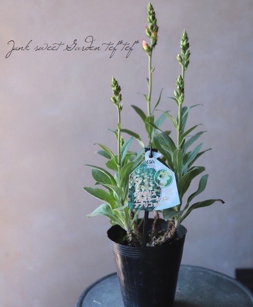 ��ڤ˺餯�������ꥹ���إ���ߥ͡�����󡦥��ץꥳ�åȡ١����󥰥�å��奬���ǥ��