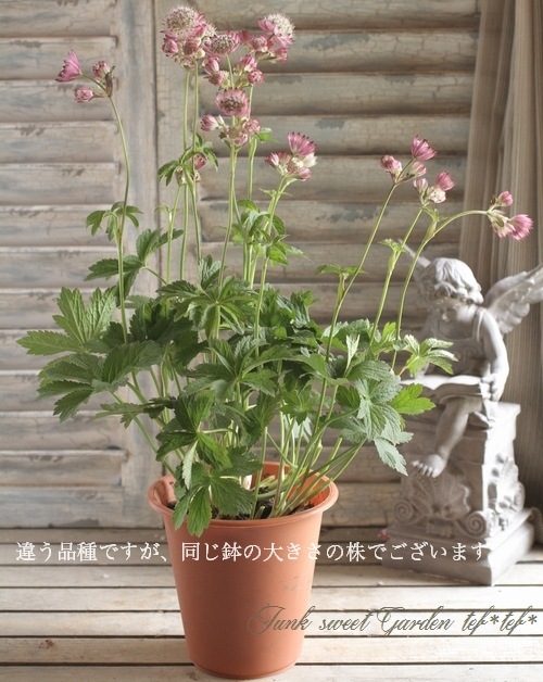 切花で有名な 白花アストランチャ すべての商品 Junk Sweet Garden Tef Tef