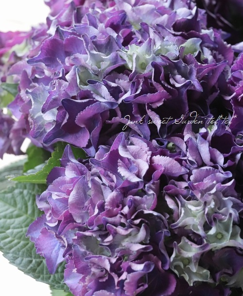 フリンジ紫陽花 『パッシオ』 秋色紫陽花品種 | すべての商品 | | Junk