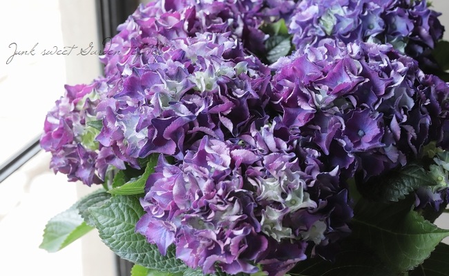 紫陽花 アジサイ バラ売り 品種物まとめ売り 秋色など含む 2 紫陽花 アジサイ バラ売り 品種物まとめ売り 秋色など含む 2