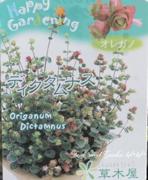 ֥쥬Ρإǥʥ١