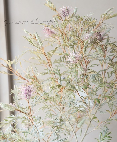 グレビレア 『ドーンパープル』 オーストラリアンプランツ | すべての