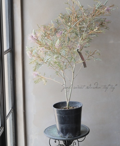 グレビレア 『ドーンパープル』 オーストラリアンプランツ | すべての