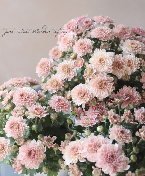 クリサンセマム・アラモード 『サーモン』 すべての商品 Junk sweet Garden tef*tef*