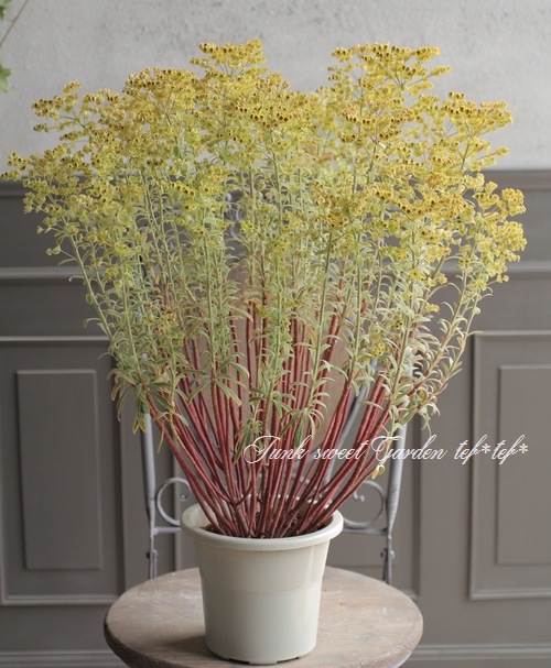 ユーフォルビア ゴールデンレインボー すべての商品 Junk Sweet Garden Tef Tef