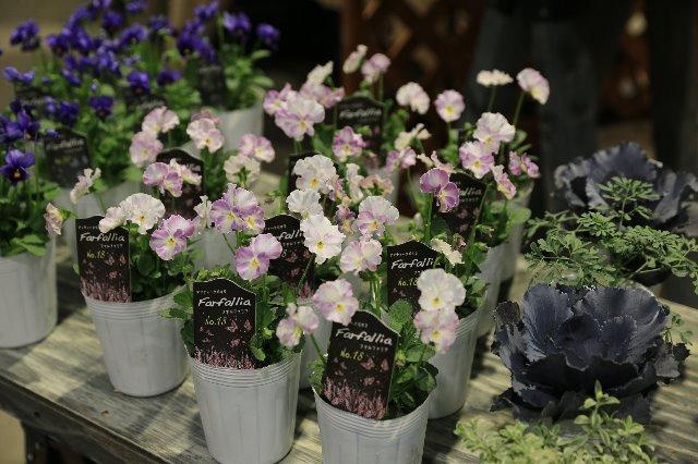 ○松原園芸さんビオラ 『ファルファリア』 No.18 | すべての商品