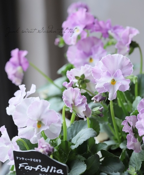 ○松原園芸さんビオラ 『ファルファリア』 No.18 | すべての商品