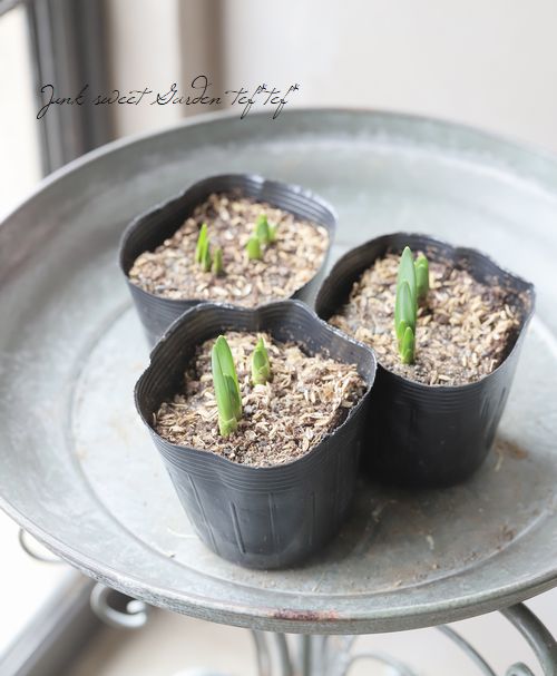 ���ڵ庬��ʪ�ۤ��������硡�إ��Ρ��ե졼����