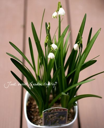 ���ڵ庬��ʪ�ۤ��������硡�إ��Ρ��ե졼����