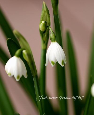 ���ڵ庬��ʪ�ۤ��������硡�إ��Ρ��ե졼����