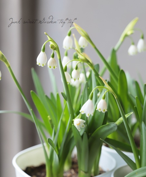 ���ڵ庬��ʪ�ۤ��������硡�إ��Ρ��ե졼����