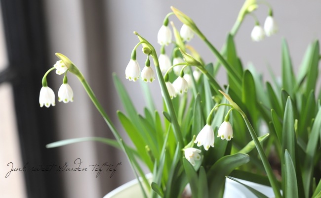 ���ڵ庬��ʪ�ۤ��������硡�إ��Ρ��ե졼����