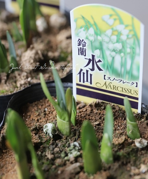 ���ڵ庬��ʪ�ۤ��������硡�إ��Ρ��ե졼����