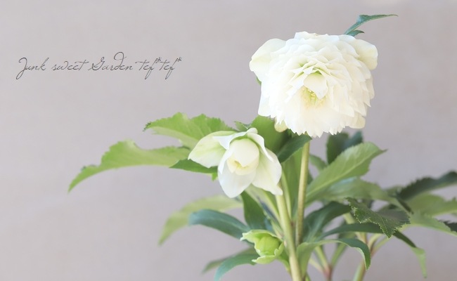 クリスマスローズ 『川久保交配・超多弁ダブル』 【No.4】 | すべての