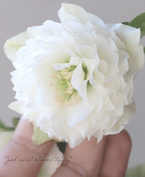 クリスマスローズ 『川久保交配・超多弁ダブル』 【No.4】 | すべての