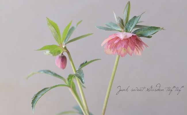 横山園芸・育種生産】 小輪多花性クリスマスローズ 『プチドール』 【C