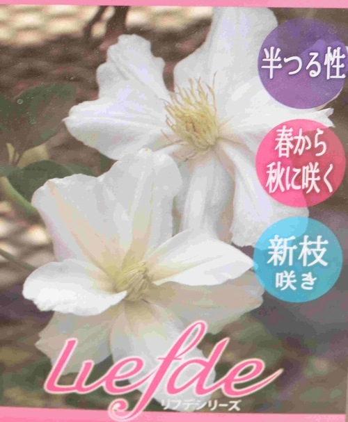 クレマチス・インテグリフォリア系 『ホワイトアラベラ』 新枝咲き