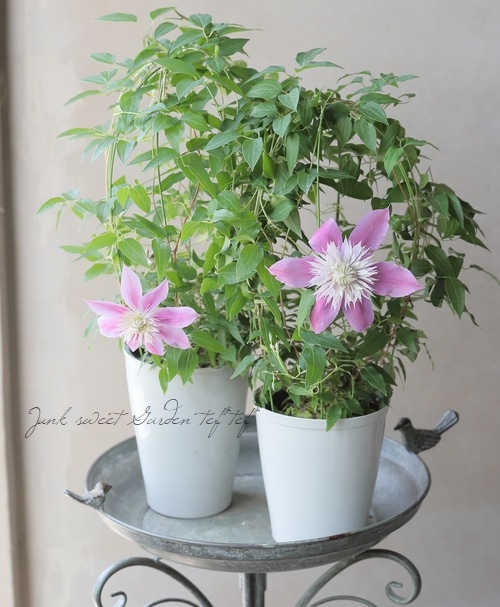 クレマチス 『ジョセフィーヌ』 変わり咲き | すべての商品 | | Junk