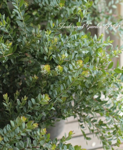 オーナメンタルベリー ブルーベリー インディゴブルー すべての商品 Junk Sweet Garden Tef Tef