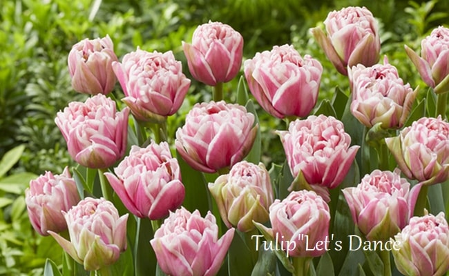 球根】 八重咲きチューリップ 『レッツダンス』 | 球根 | | Junk sweet