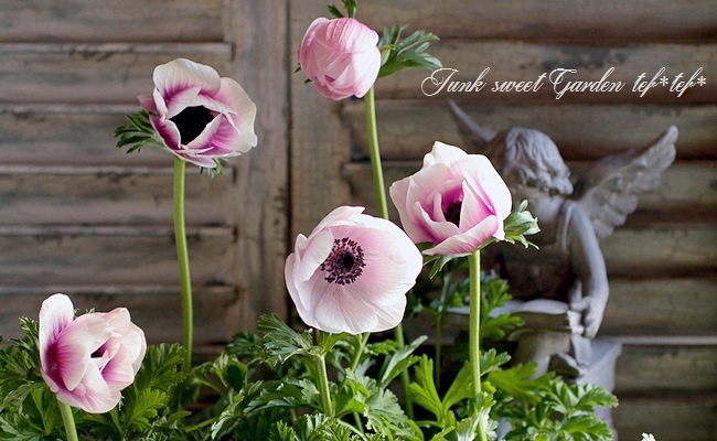 アネモネ・ポルト 『パール』 | すべての商品 | | Junk sweet Garden