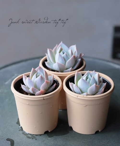 多肉植物】 『スアベオレンス』 エケベリア属 いとうぐりーん | すべて